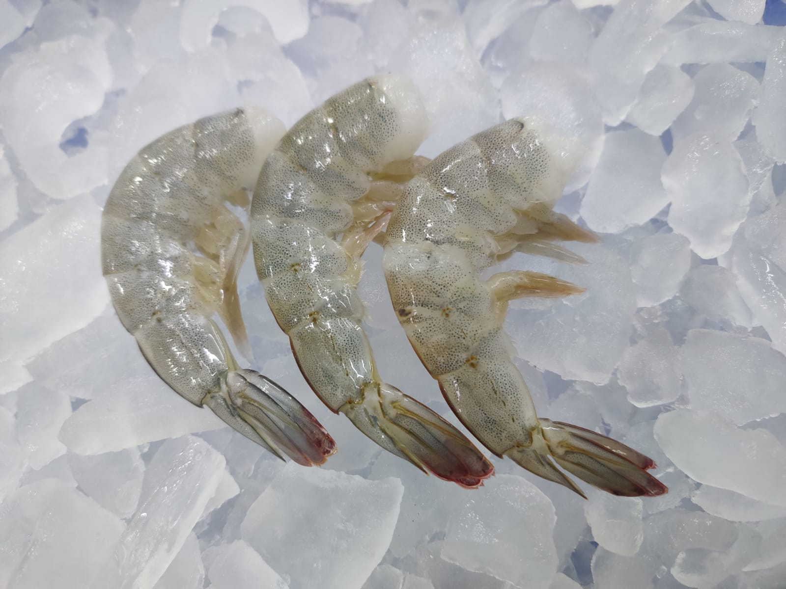 VANNAMEI HEADLESS SHRIMPS